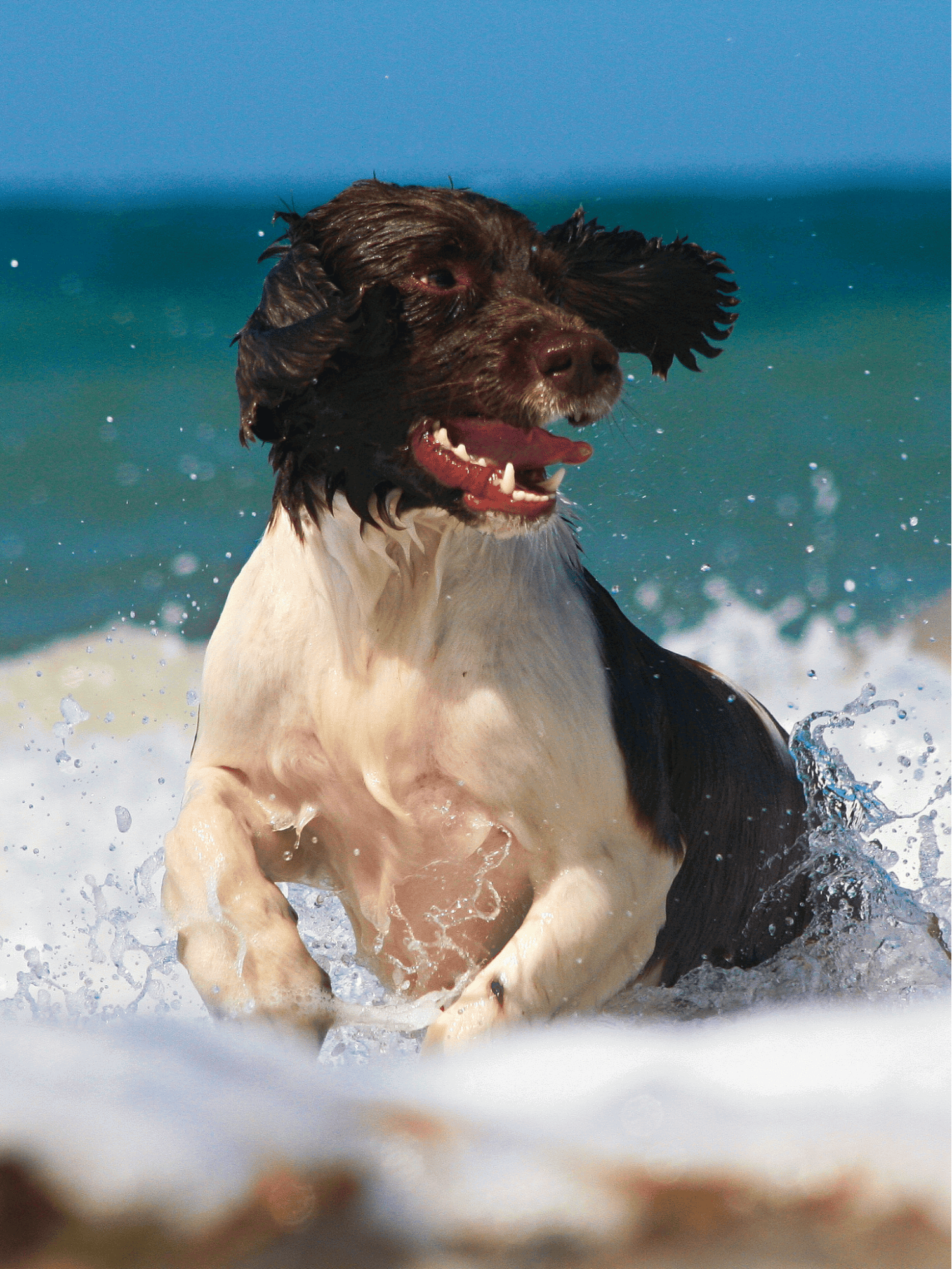 Happy dog enjoying beach day and ocean water play.