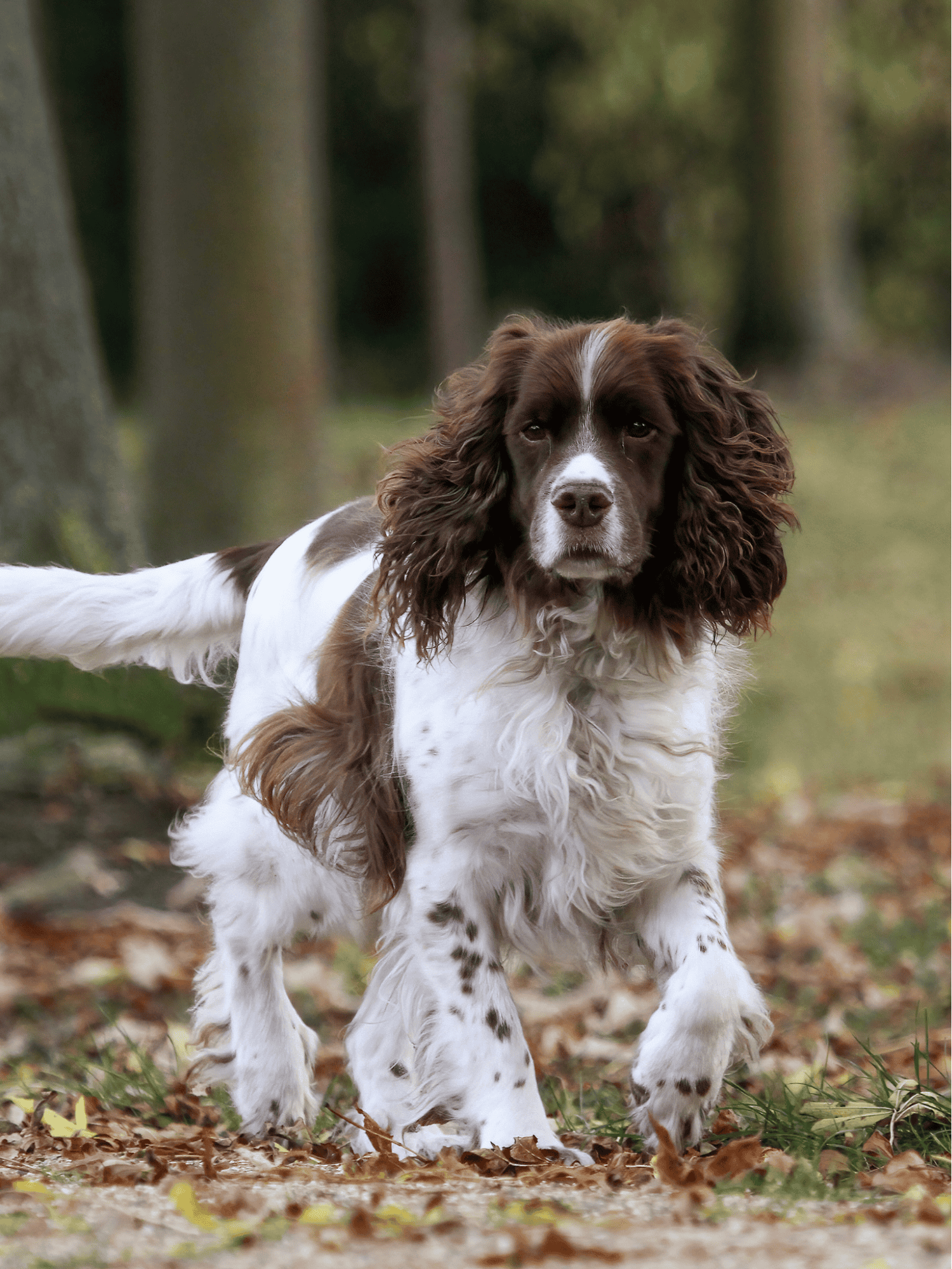 Adorable English Springer Spaniel exploring outdoors in fall setting.