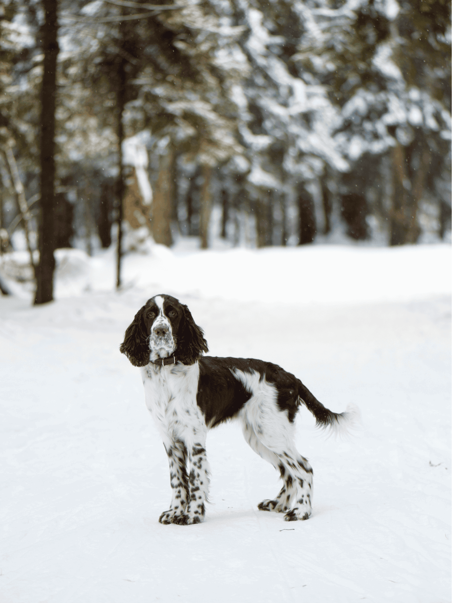 Dog in snowy landscape, winter dog with black and white coat exploring outdoors.