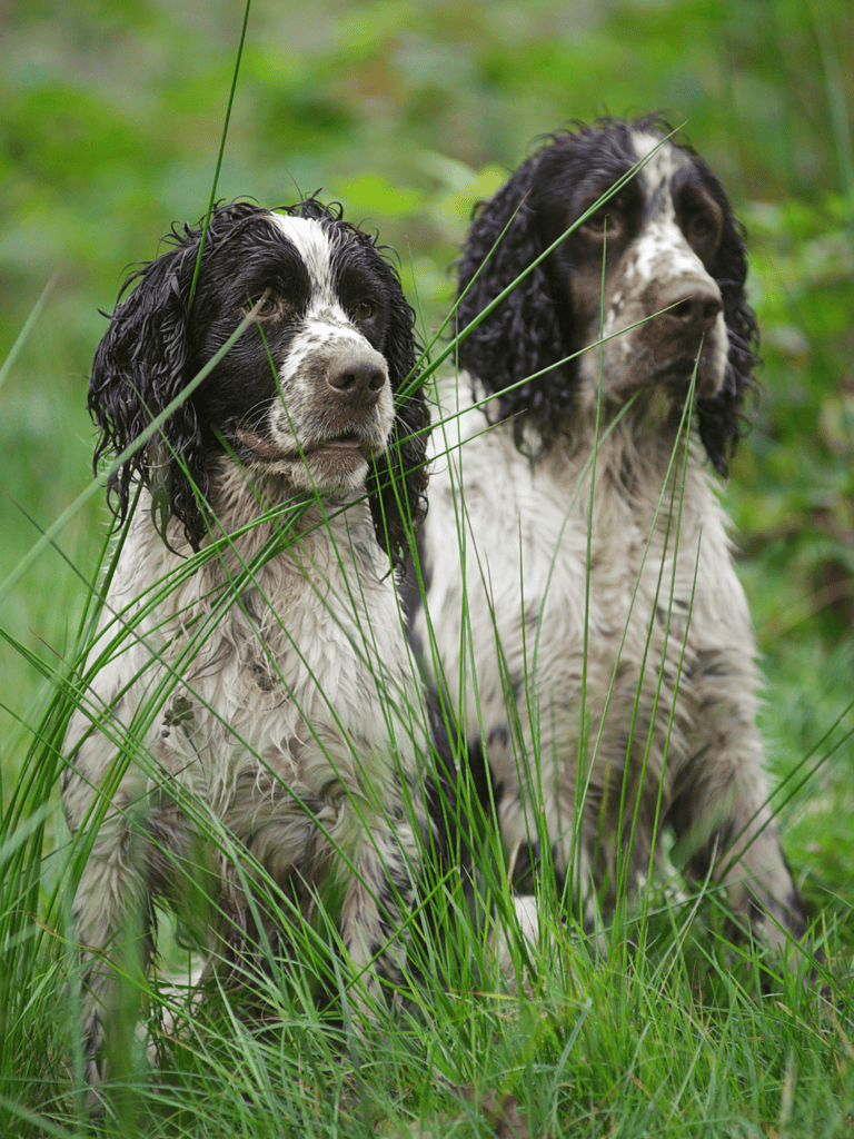 Adorable English Setter Spaniel dogs in lush green grass.
