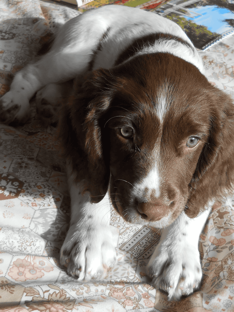 Adorable brown and white puppy resting, perfect for dog training and puppy care tips.