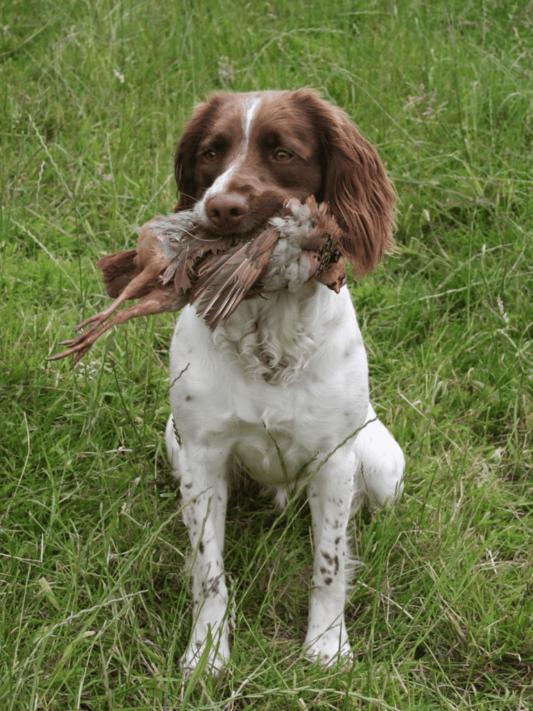 Dog holding a bird in mouth, outdoor grassy setting and hunting or retrieval activity.