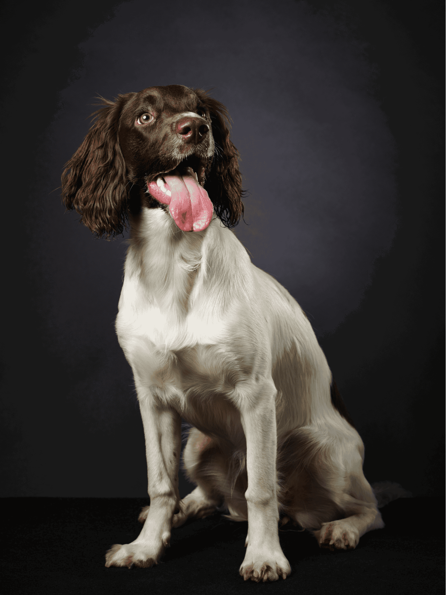 Dog with floppy ears, open mouth, tongue out, sitting on black background.