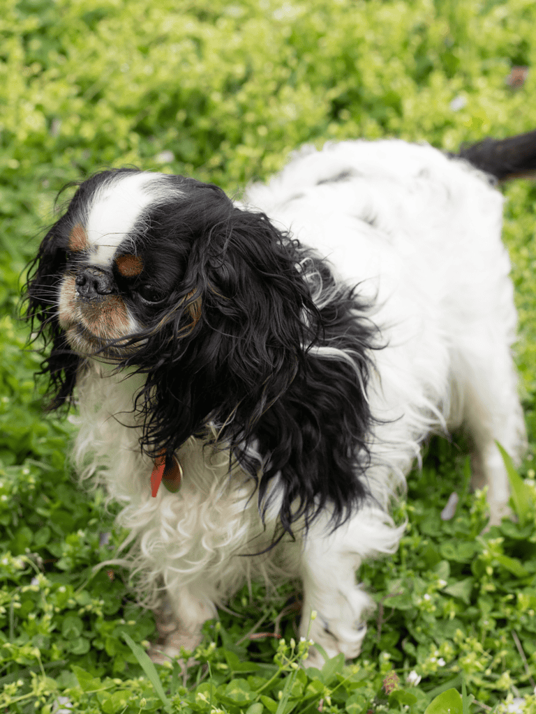 Adorable Cavalier King Charles Spaniel enjoying outdoor grooming.