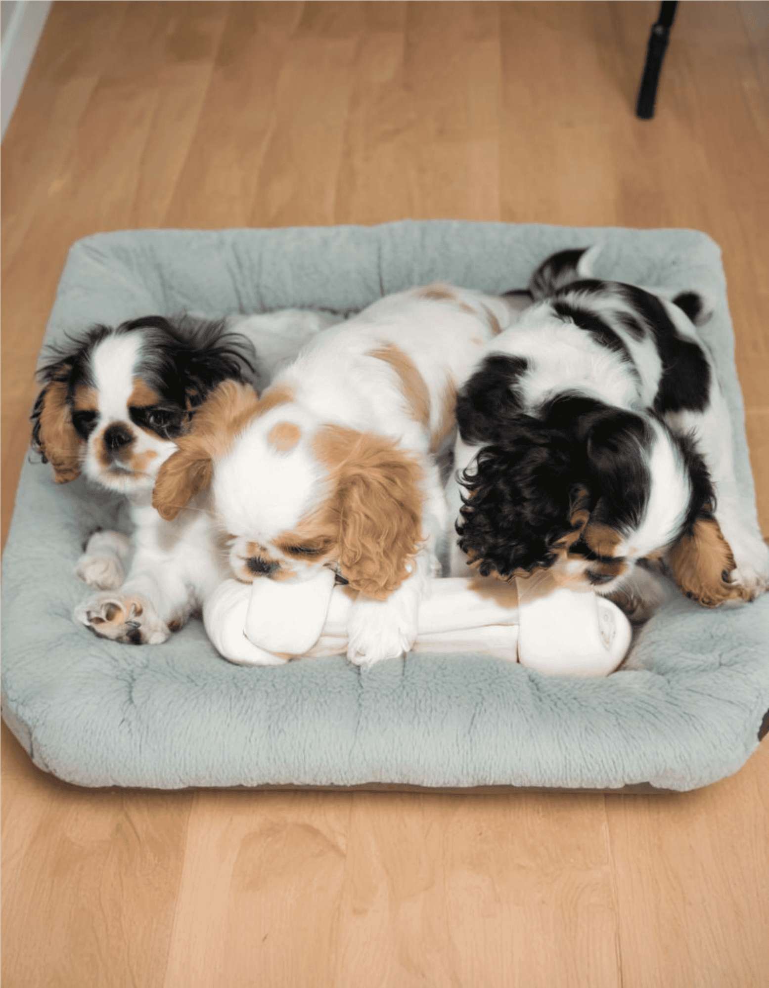 Adorable puppies resting together in a soft dog bed for comfort.