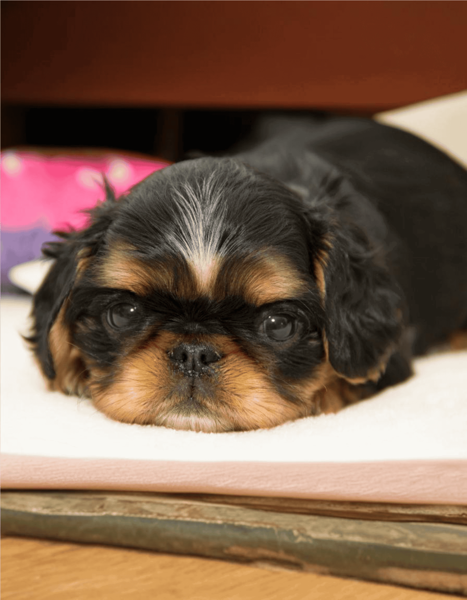 Adorable small dog resting on a soft surface.