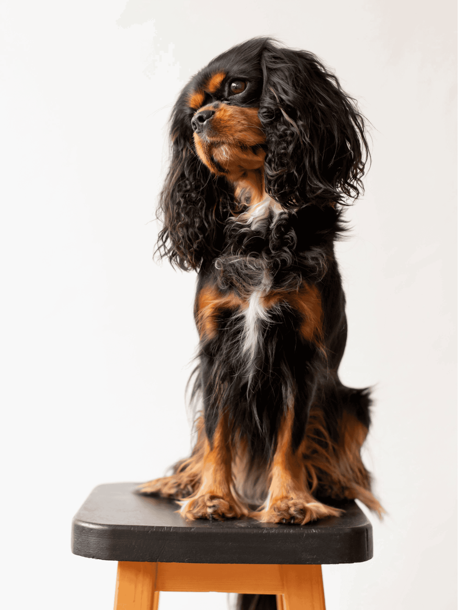 Cocker Spaniel sitting on grooming table, showcasing professional dog grooming and pet care services.