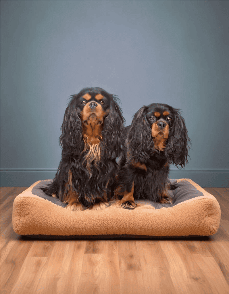 English Toy Spaniel Male Vs. Female