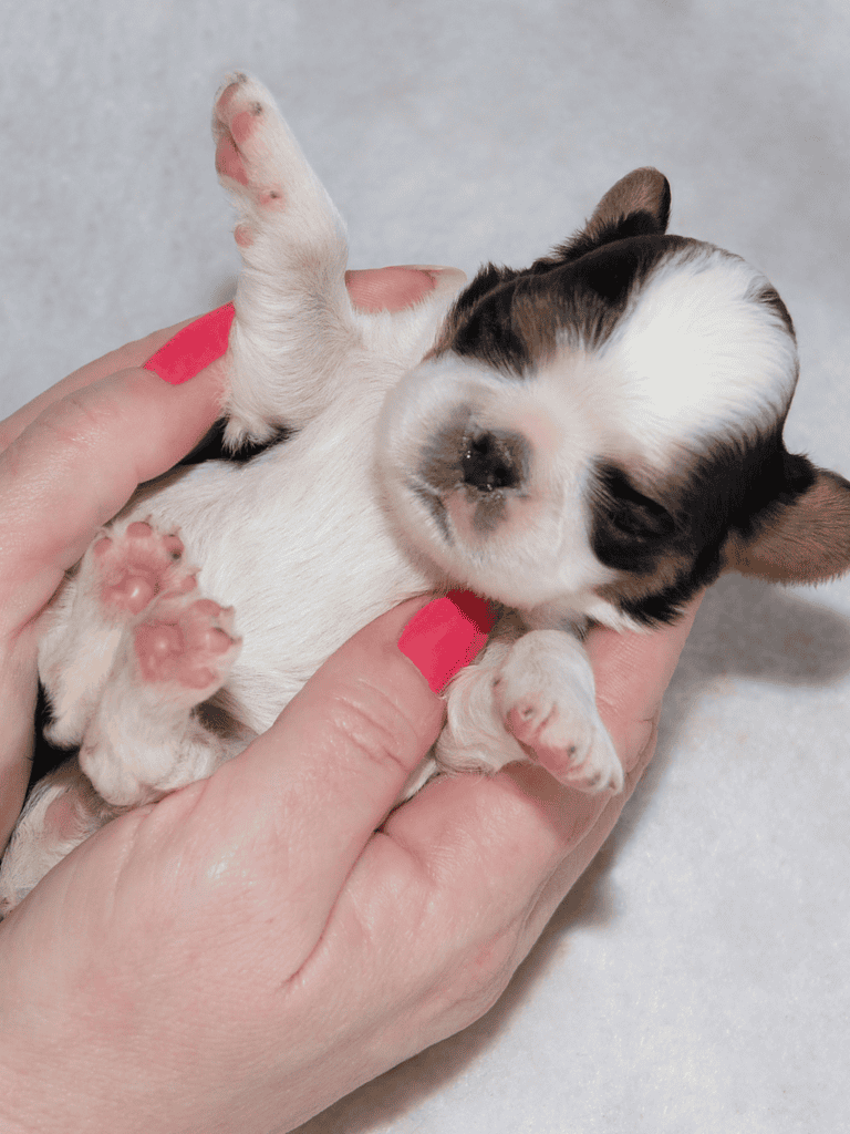 English Toy Spaniel Puppies