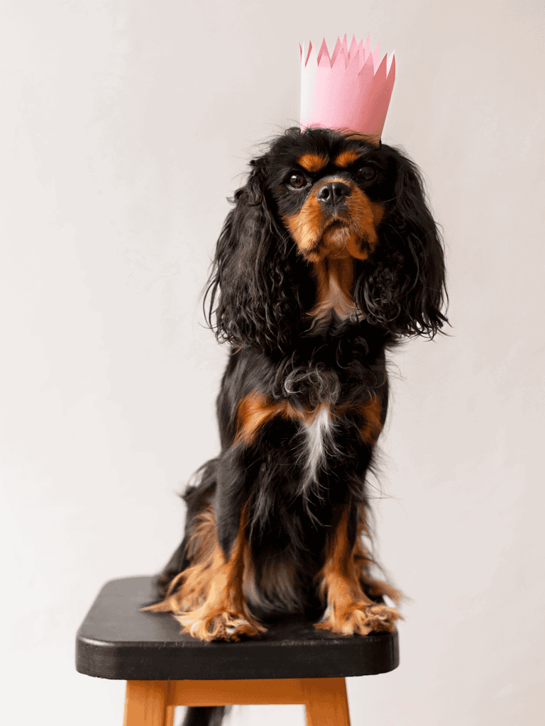 Adorable dog with a playful crown, perfect for dog care and pet photos.