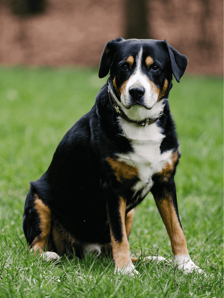 Adopt a rescued dog for a happy, healthy pet experience.