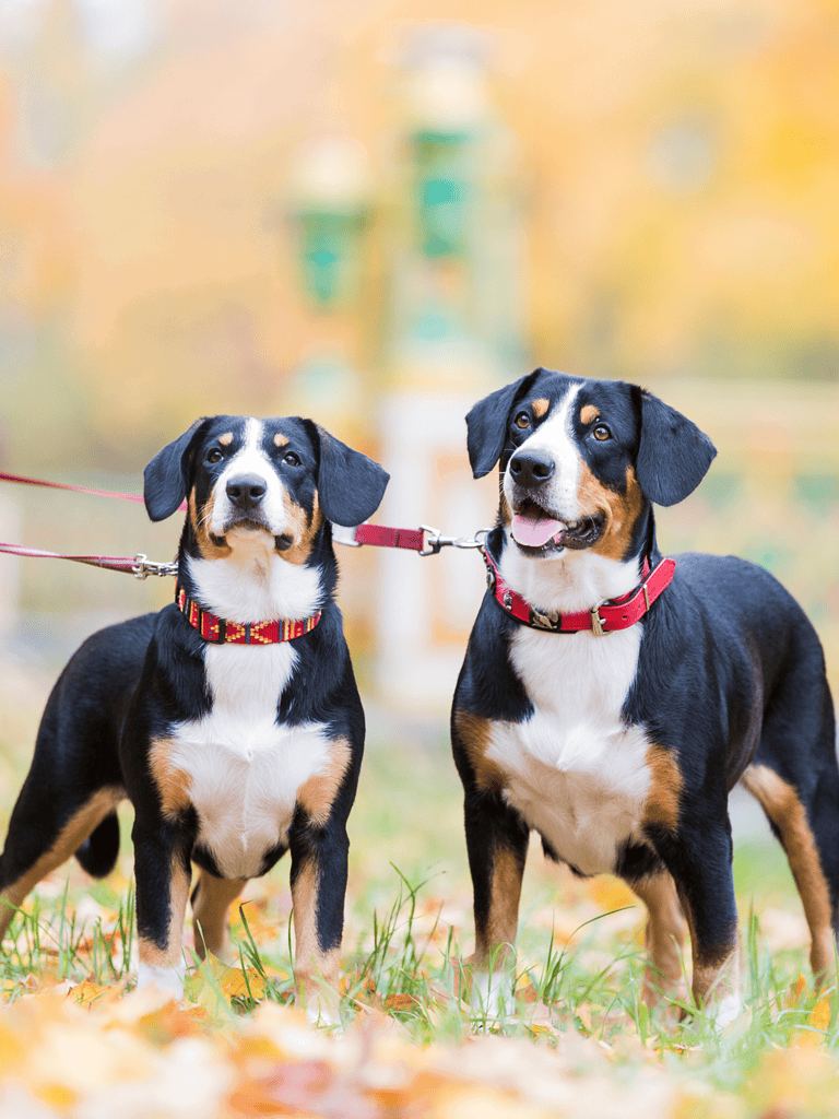 Cute Bernese Mountain Dogs on leashes in a park during autumn season.