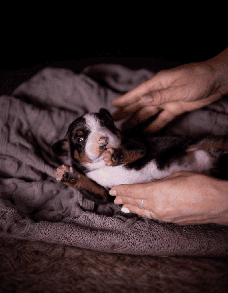 Adorable puppy being gently held and comforted, highlighting puppy care, training, and early stages of dog development.