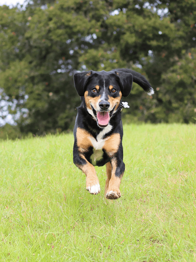 Happy adventurous dog running across green grass in park.