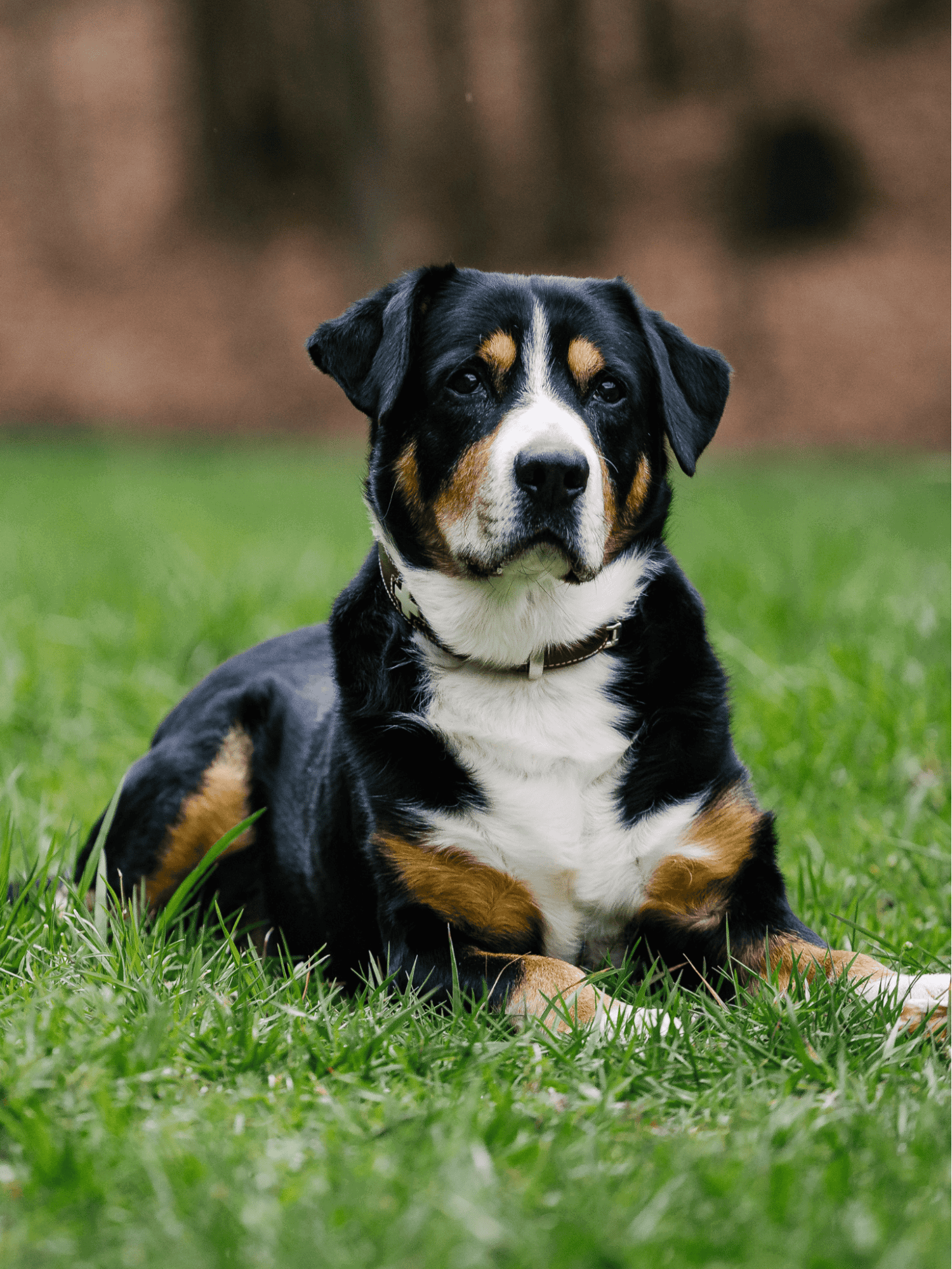 Adorable tricolor dog lying on green grass, perfect for dog care tips.