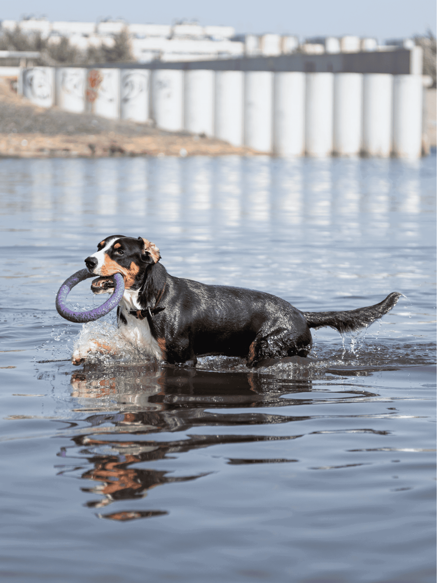 Cute dog playing fetch in water with purple toy. Perfect for dog lovers and outdoor fun.