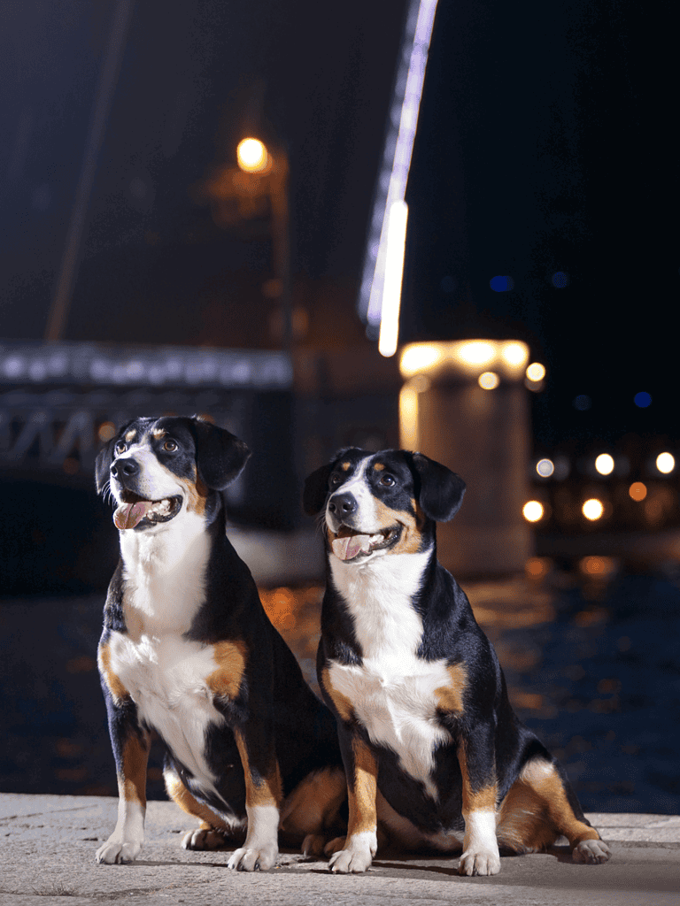 Adorable tricolor dogs sitting by the waterfront at night.