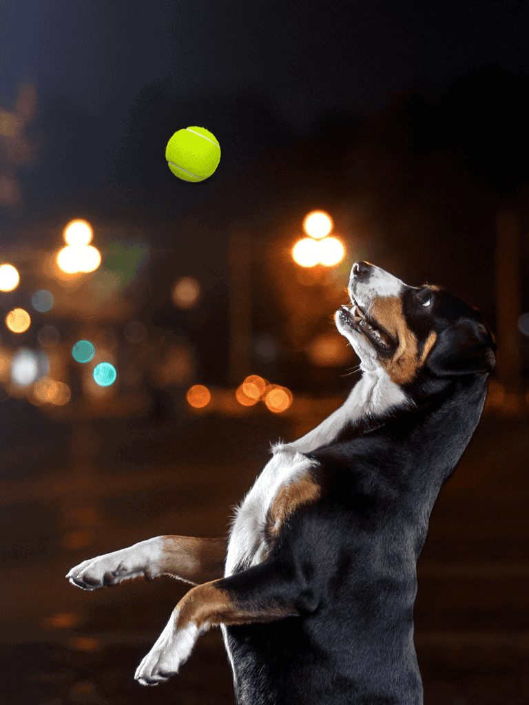 Dogfix.com pet training and play tips for dogs of all ages.