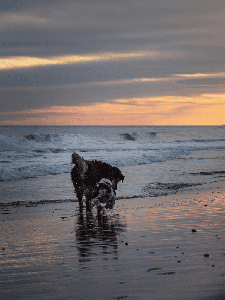 Adorable dogs playing in the ocean on the beach at sunset, happy and active pets.