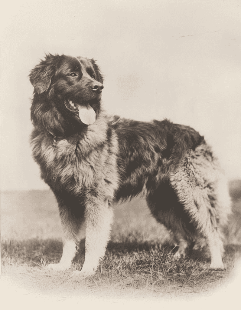 Estrela Mountain Dog is one of the oldest breeds in Portugal