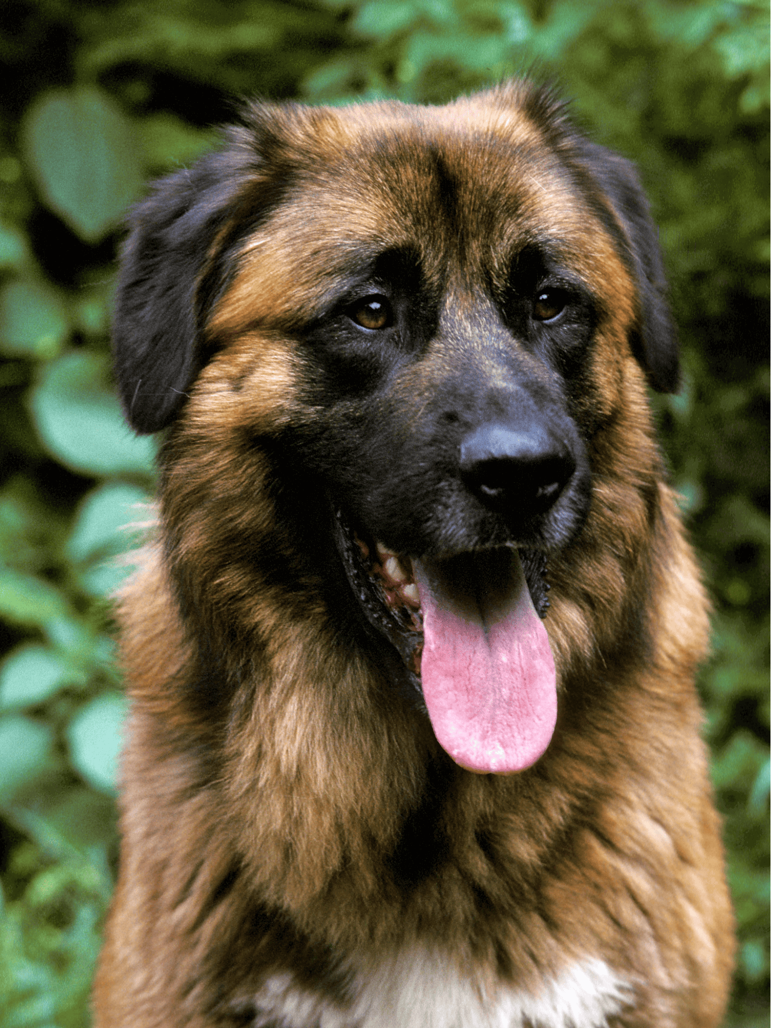 Adorable German Shepherd dog with a happy expression, tongue out, outdoors in lush green setting.