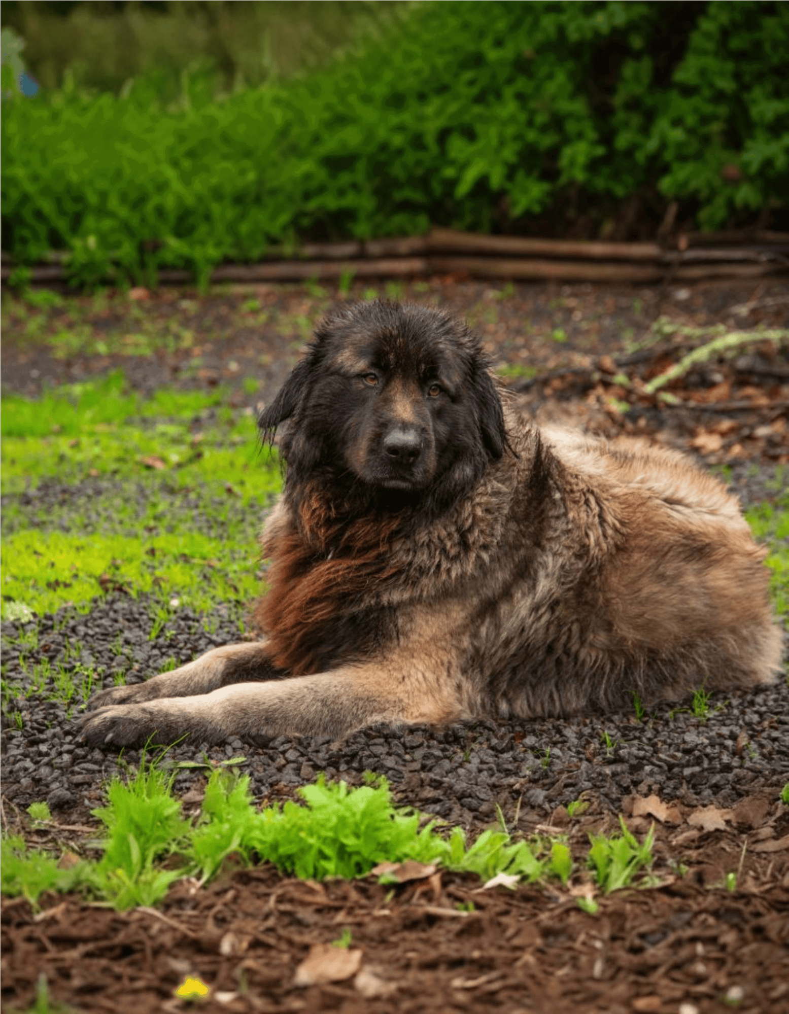 Friendly, large fluffy dog sitting outdoors in a garden setting.