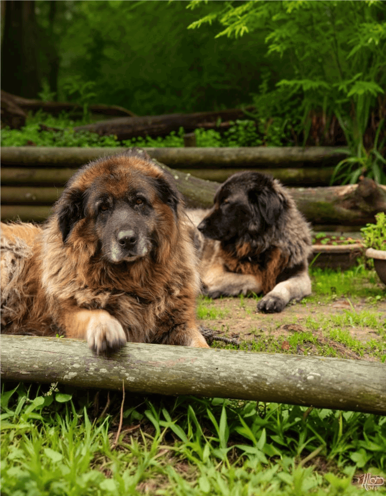 Adorable big and small dogs relaxing on a wooden log in lush green park. Perfect for pet care and dog rescue awareness.