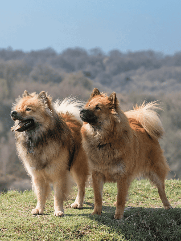 Eurasier Does This Breed Get Along With Other Pets