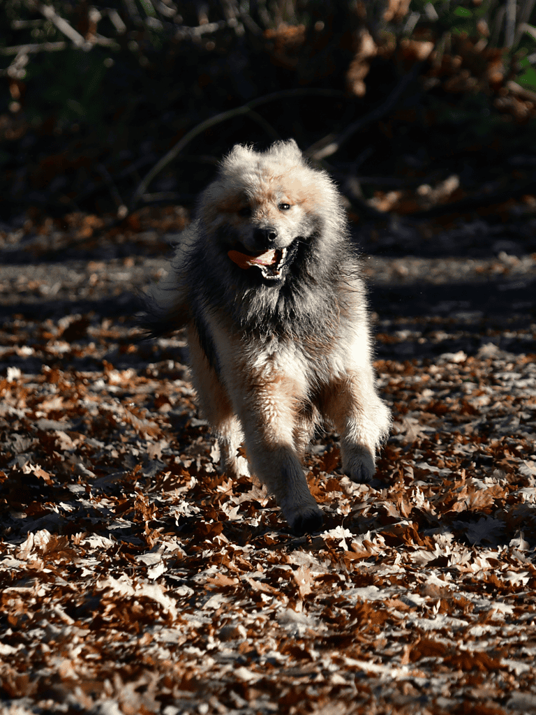 Adorable fluffy dog running through fallen autumn leaves, enjoying outdoor playtime.