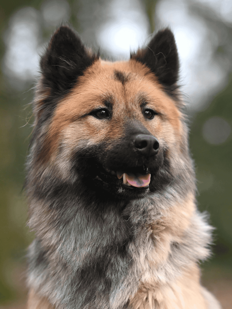 Eurasier Final Thoughts