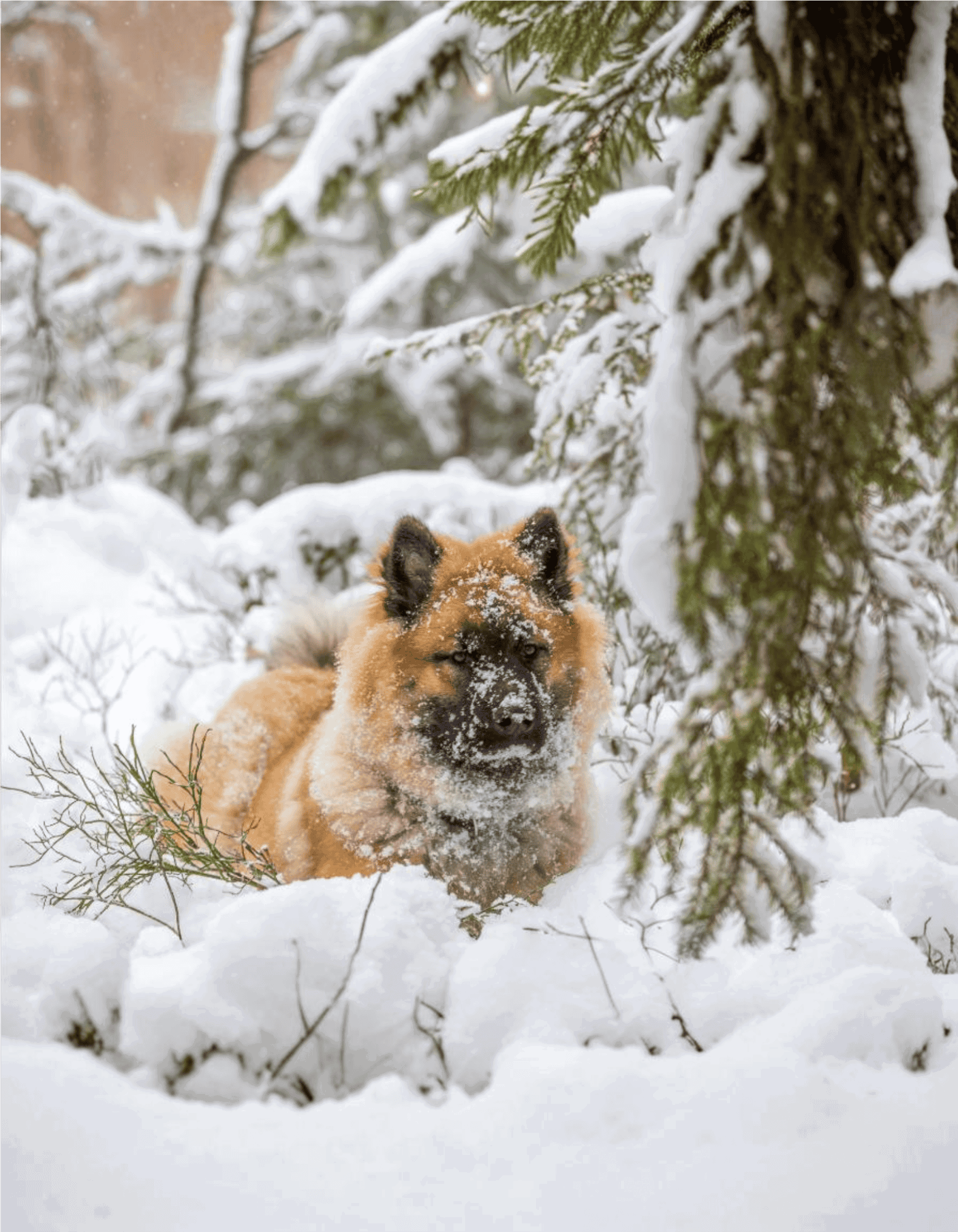 Snow-covered dog in winter landscape.