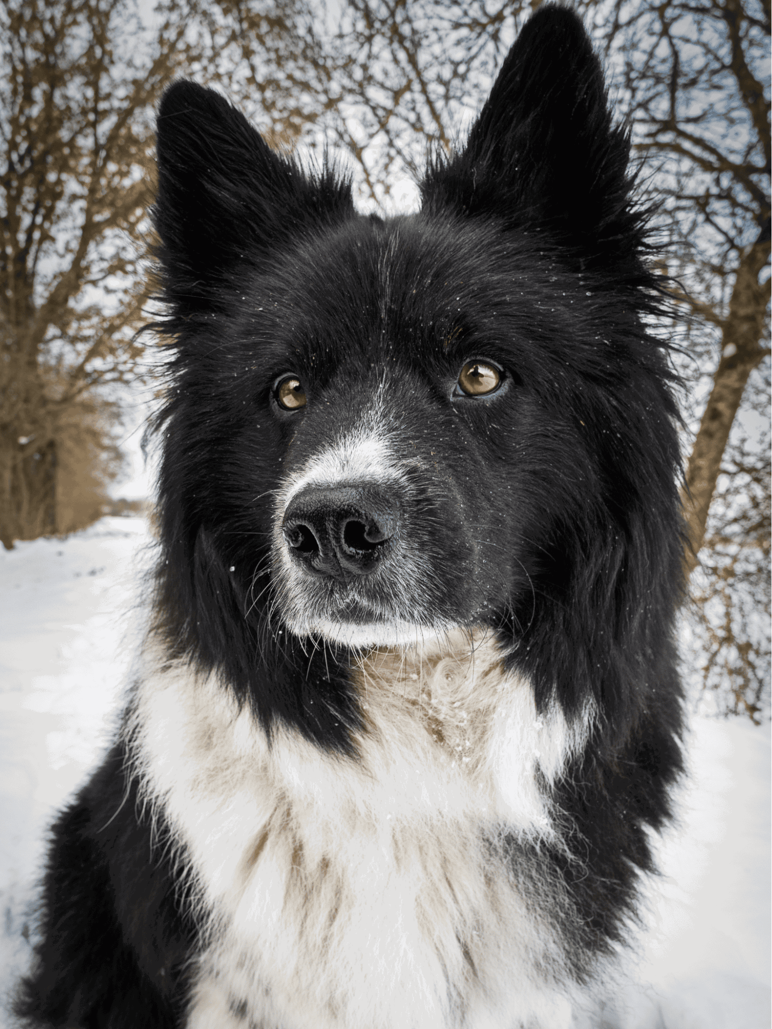 Close-up of a black and white dog with captivating eyes, surrounded by snow and winter trees in background.