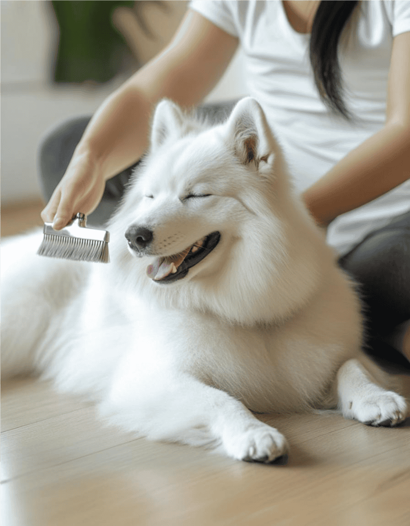 Eurasier Grooming
