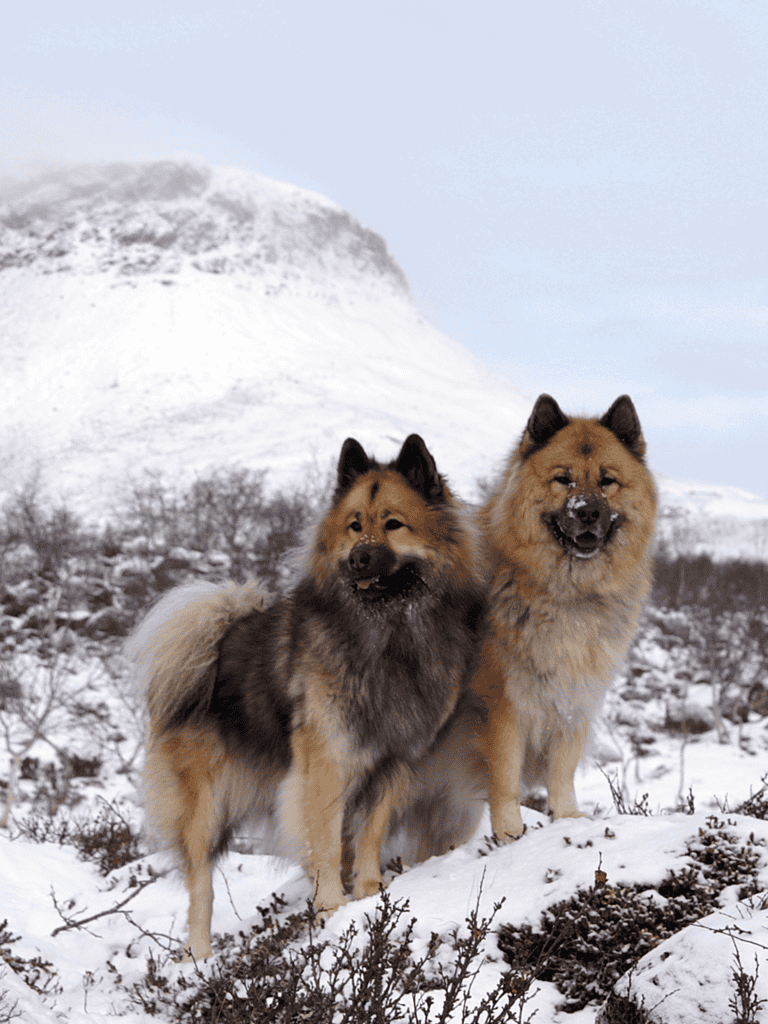 Eurasier Male Vs. Female