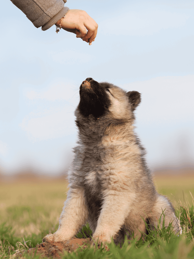 Eurasier Training