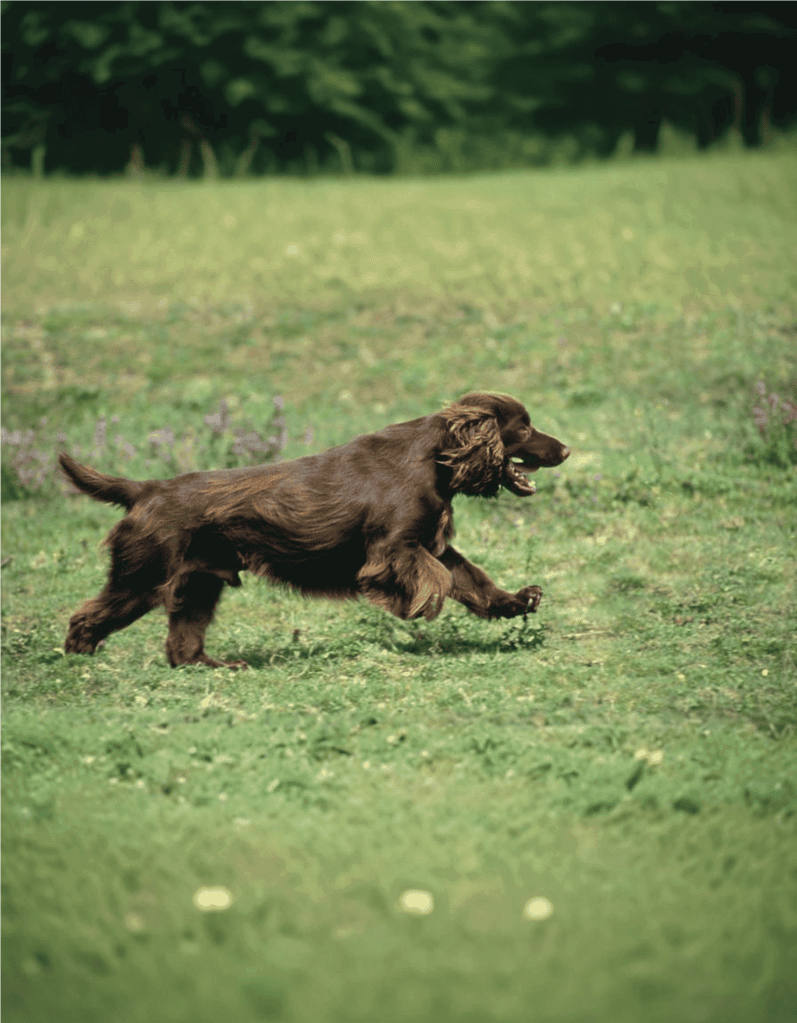 Dog running in a grassy field, happy and energetic, enjoying outdoor exercise.