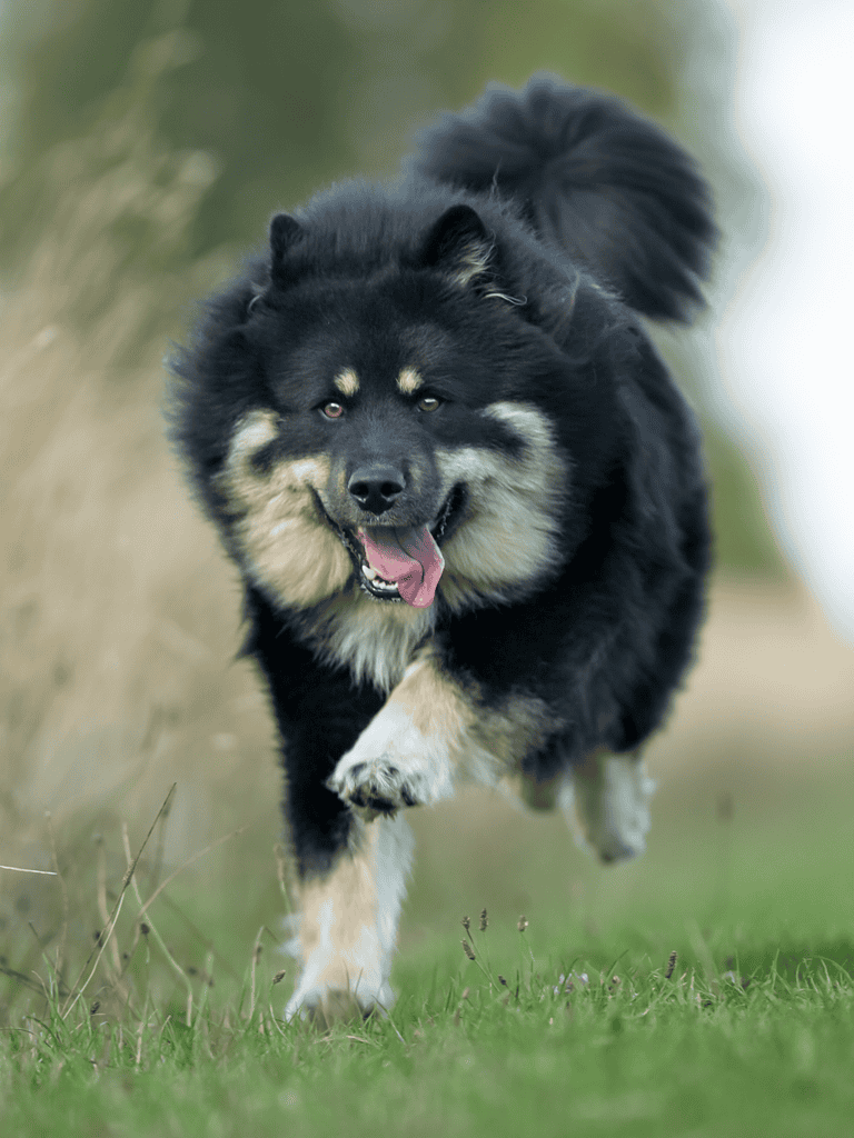 Finnish Lapphund Exercise