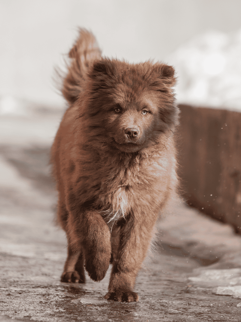 Finnish Lapphund Final Thoughts