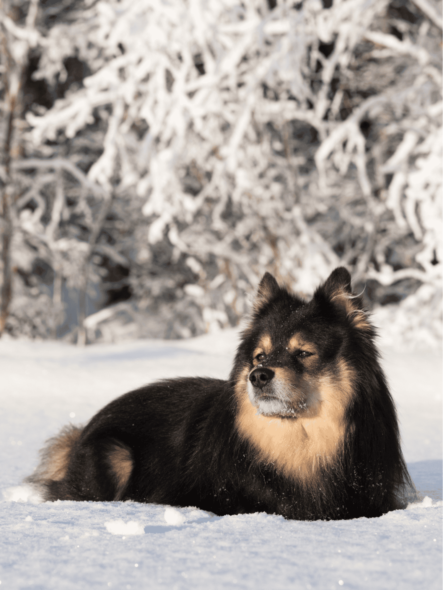 Adorable dog relaxing in snowy landscape with frosted trees.