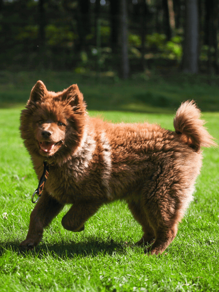 Finnish Lapphund They Weren’t Bred to Be Guardian Dogs