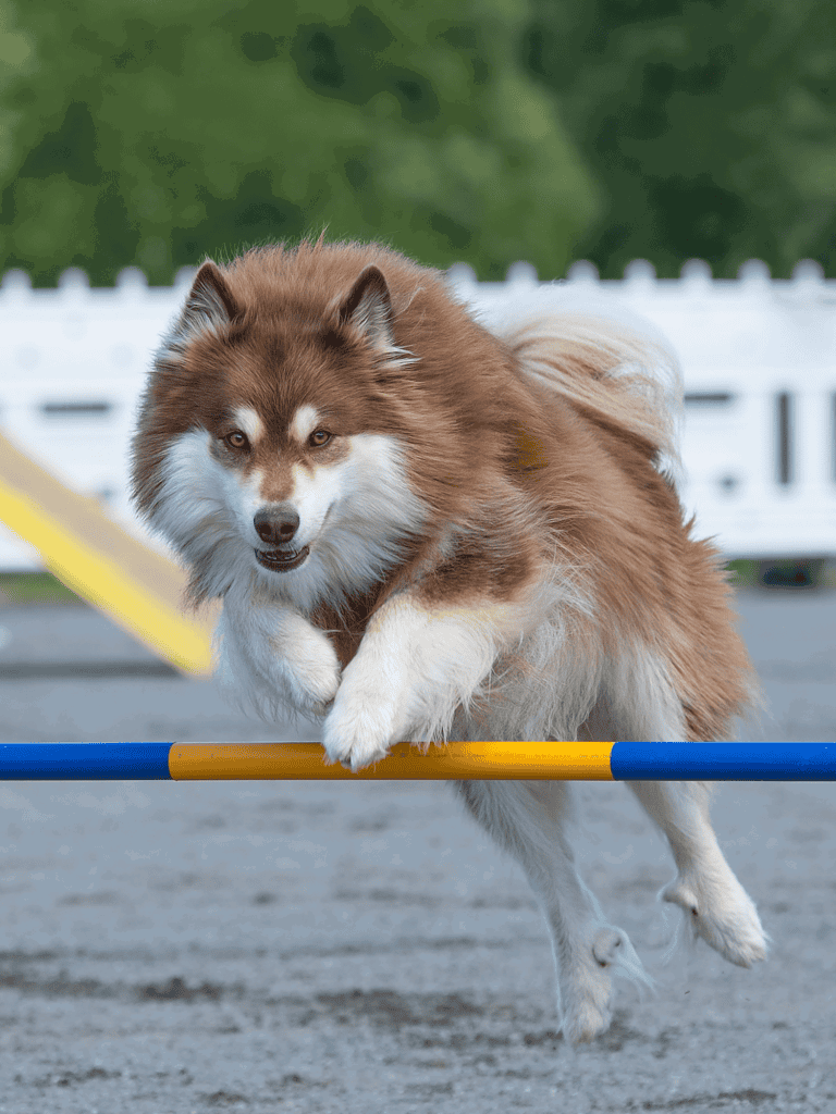 Finnish Lapphund They’re Sometimes Called a “Thinking Breed”