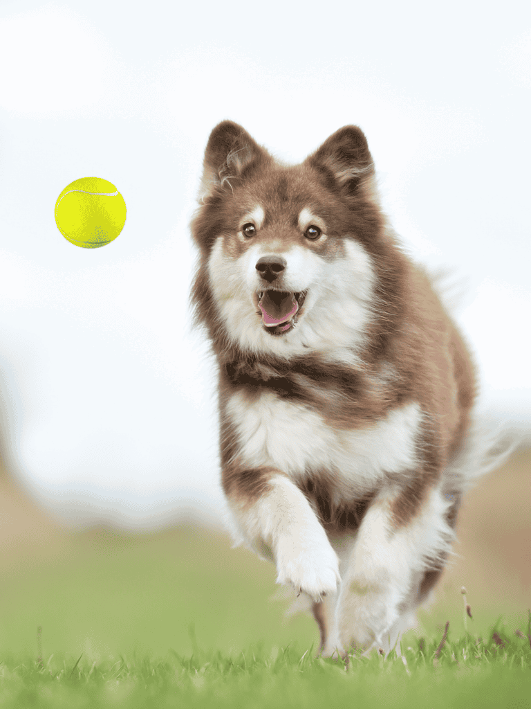 Finnish Lapphund Training