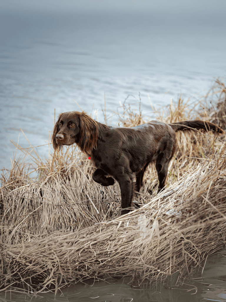 Dog standing on dry grass by water's edge, looking alert and curious.