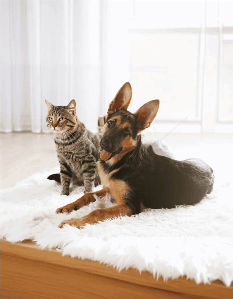 Bright and cozy indoor setting with dog and cat on fluffy rug.