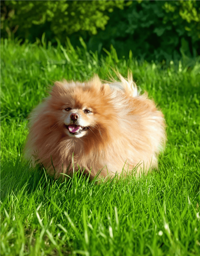 Adorable Pomeranian dog running in lush green grass on a sunny day.
