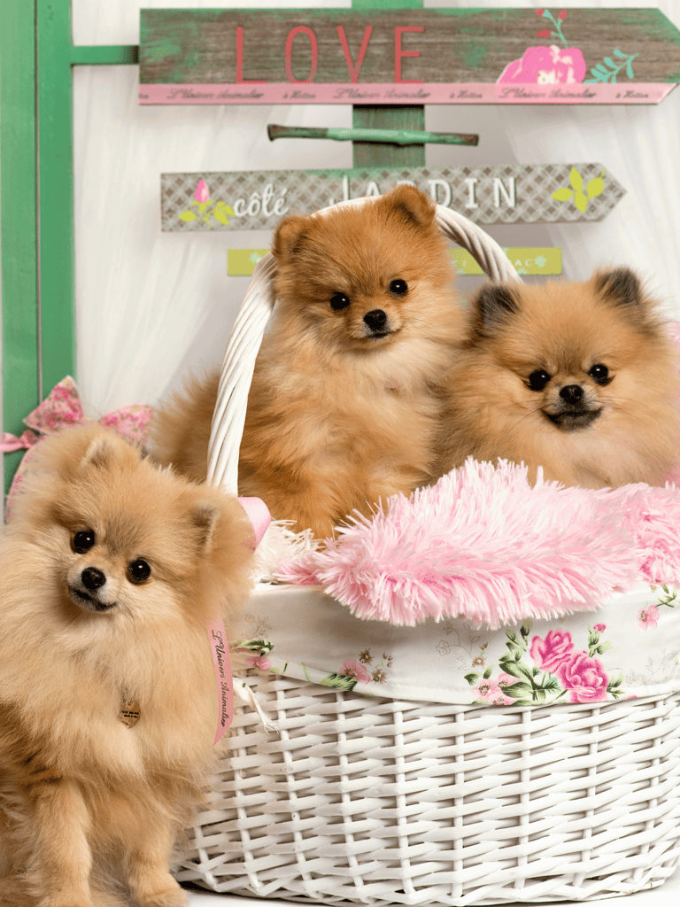 Adorable Pomeranian puppies in a cozy basket, perfect for pet lovers and dog enthusiasts.