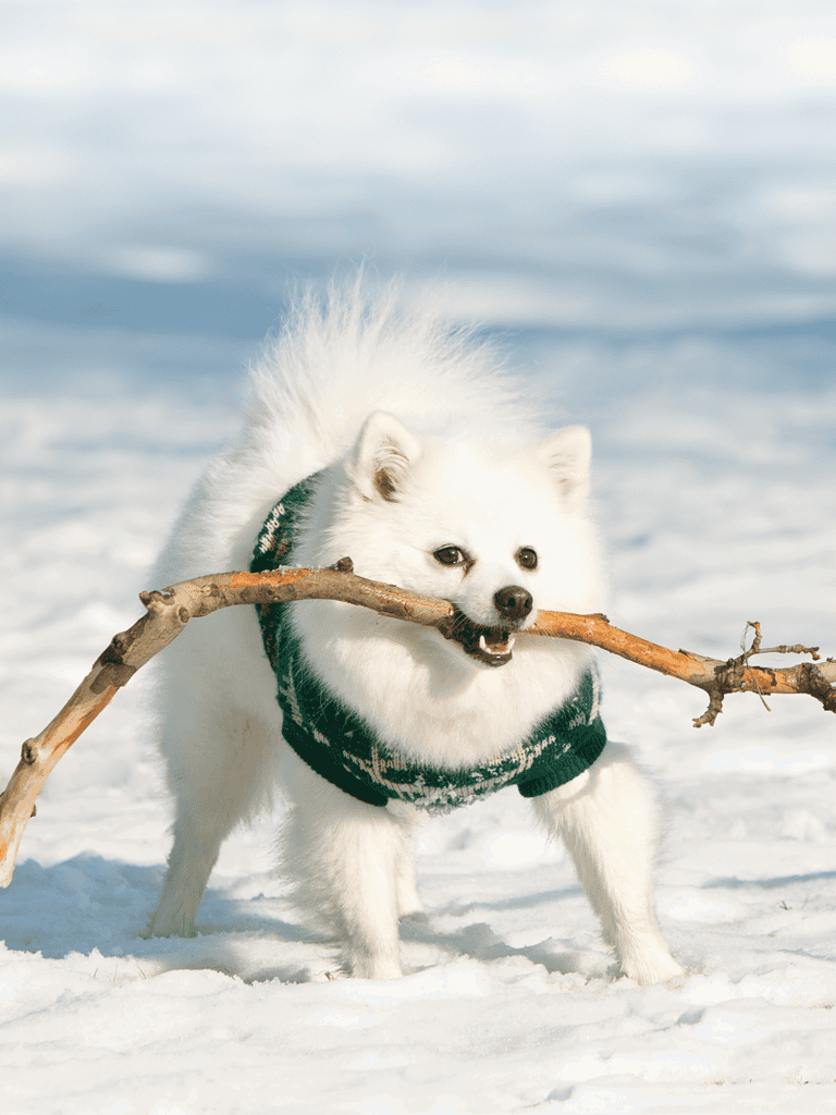 Adorable white fluffy dog playing with a stick in snow, perfect for pet lovers.