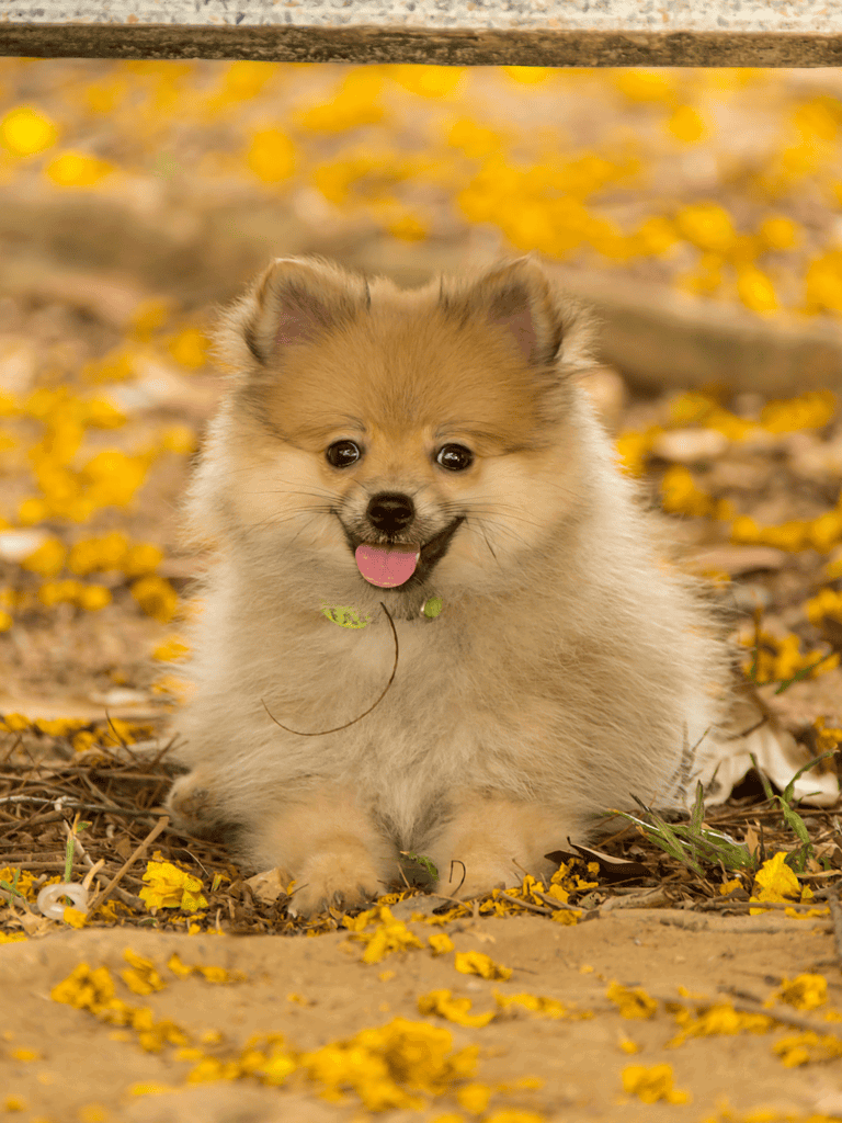 Cute fluffy Pomeranian puppy with smiling face, sitting in yellow flower petals, outdoor setting.