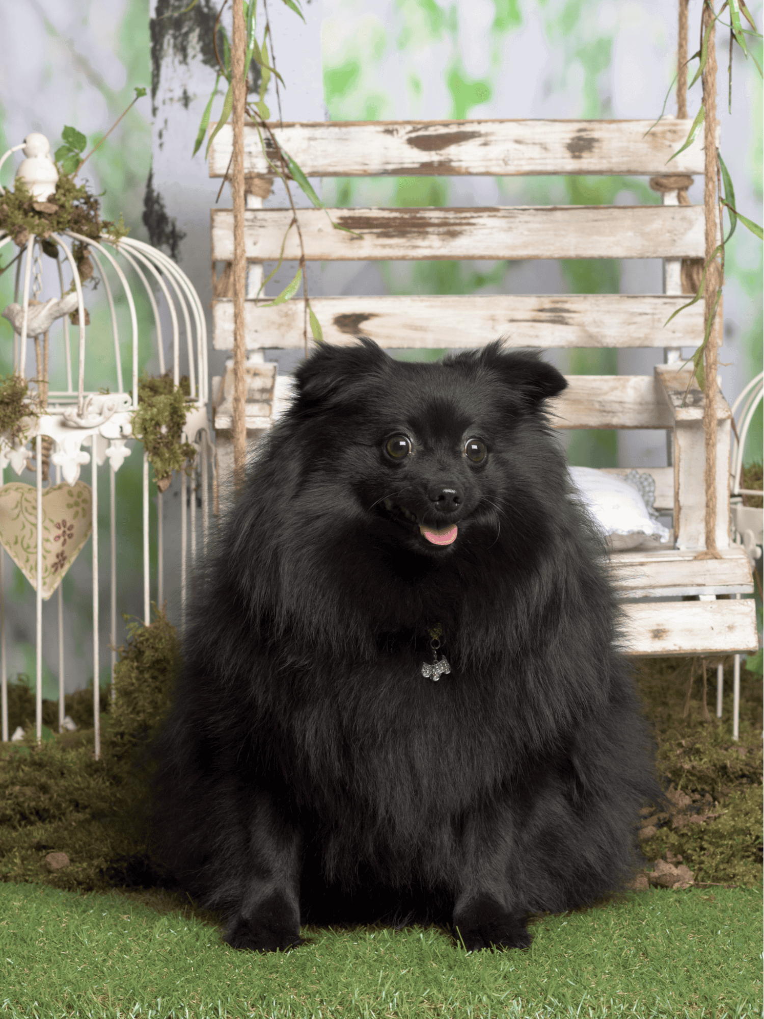 Adorable black Pomeranian dog with fluffy coat sitting outdoors on green grass.