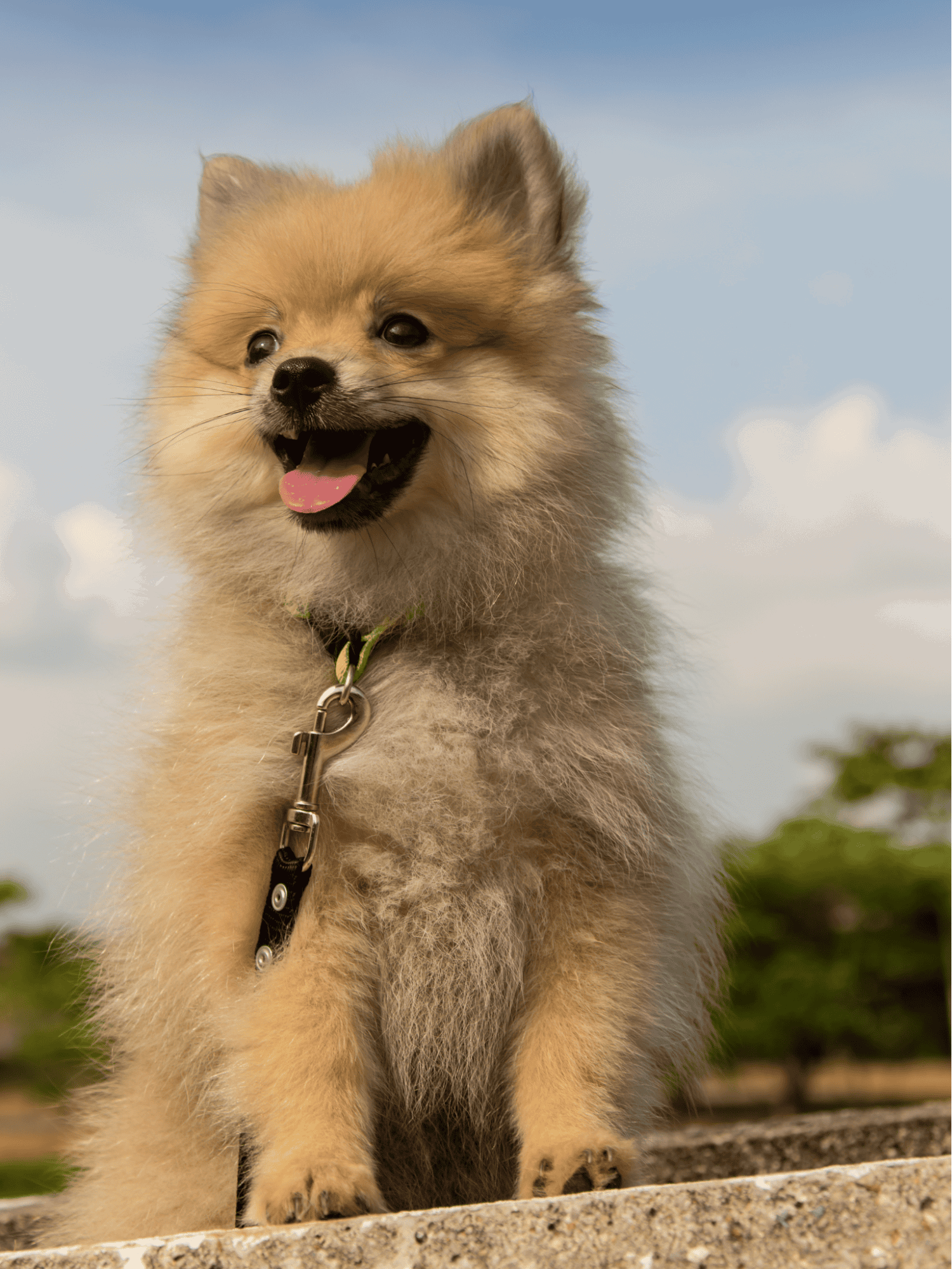 Happy Pomeranian dog enjoying the sunshine, looking energetic and adorable.